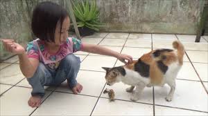 We did not find results for: Kasih Makan Kucing Lucu Yang Lapar Dengan Ikan Zalfa Belajar Mengasihi Dan Menyayangi Hewan Youtube