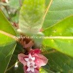 Image result for Stipularia africana