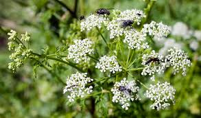 Image result for Conium