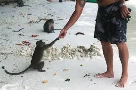 Maybe you would like to learn more about one of these? Monkey Beach Ao Ling Phi Phi Island