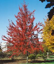 Autumn fantasy® maple and all its fiery glory, can be planted in just about any landscape. Autumn Fantasy Freeman Maple Bower Branch
