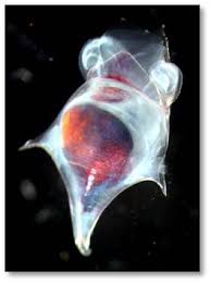 Image result for Lobelia pteropoda