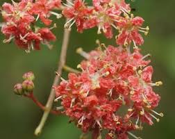 Image result for Lawsonia