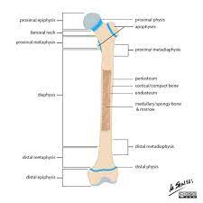 The diaphysis is the hollow, tubular shaft that runs between the proximal and distal ends of the bone. Figure 1 Bone Terminology Diagram Anatomy Longbone Grepmed