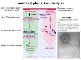 The cloning vector may be dna taken from a virus, the cell of a higher organism, or it may be the plasmid of a bacterium. Viruses And Phages Several Types Of Independent Genetic
