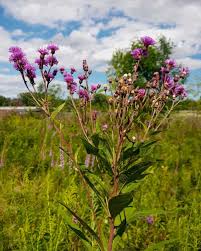 Image result for Vernonia hirsuta