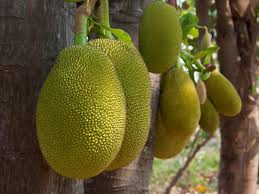 You'll also get a healthy serving of fiber. Type 2 Diabetes Add Green Unripe Jackfruit Flour To Your Daily Meal Plan It May Help Control Type 2 Diabetes The Economic Times