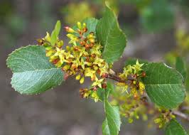 Image result for Rinorea ilicifolia