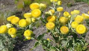 Image result for Helichrysum foetidum