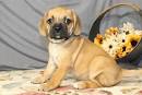 Puggle Puppies For Sale by Reputable Breeders | Pets4You