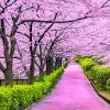 Environ 1% sont des stylos marqueurs, 1 imprimez les dessins sakura fleurs japonaise à colorier gratuitement. 1