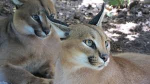 17 Caracal Cat Facts – Are Caracals Dangerous To Humans & More