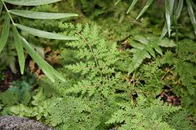 Image result for Selaginella mittenii