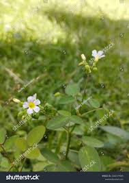 Image result for Oxalis barrelieri