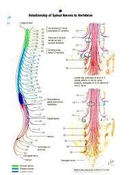 The Spinal Cord Brents Recovery
