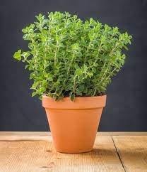 You can start growing the herb from seeds, divisions or cuttings. How To Grow Oregano In Containers Pots Oregano Plant Care