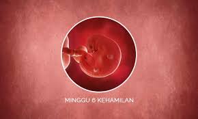 Meski demikian, panduan di bawah ini bisa menjadi parameter pertumbuhan janin oleh karena itu, selalu konsultasikan dengan dokter kandungan anda. Perkembangan Janin 6 Minggu Kehamilan Perubahan Ibu Bayi