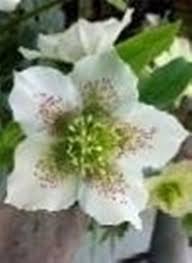 Questo fiore dai colori poco appariscenti già si trova fiorito a natale e continuerà idee per arredare un balcone d'inverno. Fiori X Matrimonio D Inverno Domande E Risposte Fiori