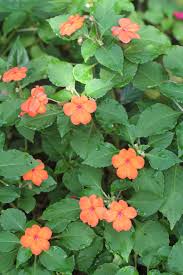 Image result for Impatiens warburgiana