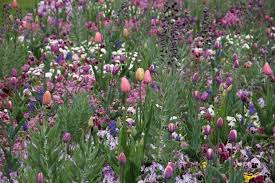 Saisonbepflanzungen In Der Mohriner Allee Buro Christian Meyer In 2020 Bepflanzung Garten Sommerblumen