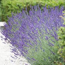Vera English Lavender