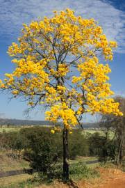 Image result for Markhamia lutea