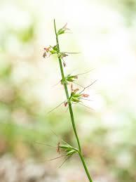 Image result for Oplismenus hirtellus