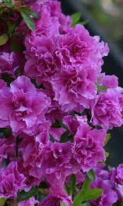Pin On Flores