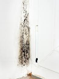Dangerous molds like toxic black mold (stachybotrys chartarum) can start to grow after a flood. Mold On Walls Hgtv