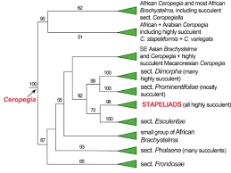 Image result for Ceropegia namuliensis