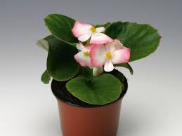 Image result for begonia semperflorens