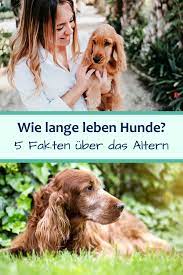 pin auf hunde