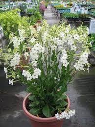 Press the flower seeds into the starter mix, but do not cover. Annie S Annuals Wish List Scent Garden Plants Ornamental Plants