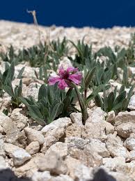 Image result for Silene kiwuensis