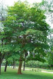 Image result for Terminalia tricristata