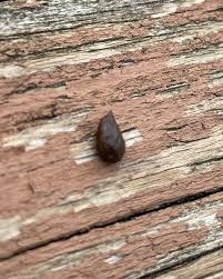 Image result for squirrel poop