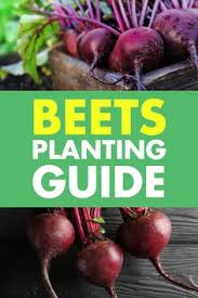 The garden pest that has caused the most concern for organic gardeners in recent years has been the cabbage worm. 420 Vegetable Gardening Tips Ideas In 2021 Companion Gardening Planting Vegetables Gardening Tips