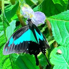 Image result for Toddalia simplicifolia