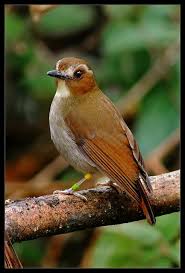 Check spelling or type a new query. Sikatan Rimba Gunung Atau Eye Hewan Endemik Kalimantan Facebook