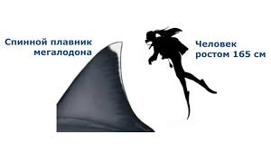 Давайте узнаем, опираясь на достоверные источники. Uchyonye Ocenili Realnye Razmery Megalodona