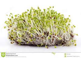 A Mostarda Brotada Semeia O Botao Foto De Stock Imagem De Semente Vegetais 31837984