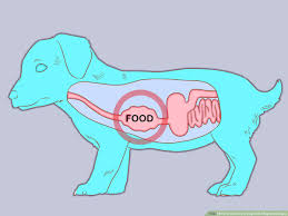 How is megaesophagus in dogs diagnosed? 3 Ways To Care For A Dog With Megaesophagus Wikihow Pet