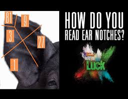 How To Read Pig Ear Notches Sure Champ
