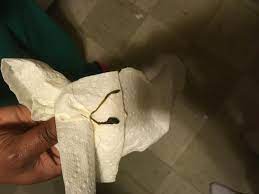 My Puppy Had Something Hanging From Her Butt Last Night I Pulled It Out How Do I Know If It S A Worm Or Not Petcoach