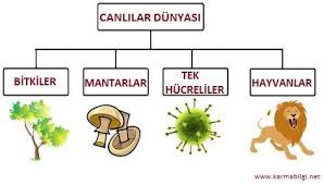 Canlilarin Siniflandirilmasi 5 Sinif Fen 5 Sinif Sinif