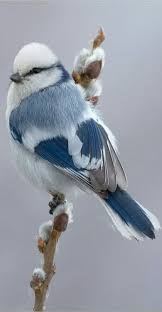 Crazy Birds Bird Crafts Kids Birds Birds Of Paradise Birds Of Funny Birds Birds On For The Birds Bird Diy Art Birds Bird Watc Pet Birds Beautiful Birds Animals