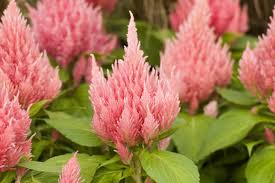 Image result for Celosia
