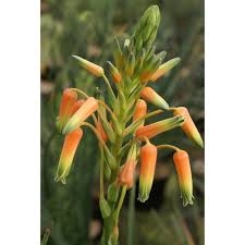 Image result for Aloe cooperi