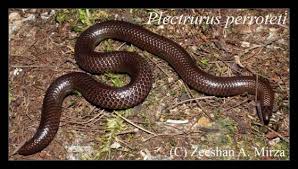 Image result for Pycreus nitidus