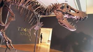 Rex fossils are found in western north america, from alberta to texas. Versteigerung Eines T Rex Skeletts Dinosaurier Stan Erzielt Rekordpreis Tagesschau De